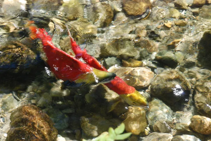 Adams River, British Columbia