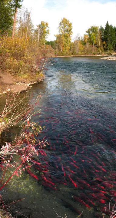 Adams River, British Columbia