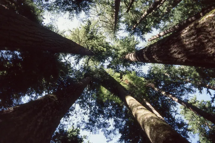 Cathedral Grove, British Columbia
