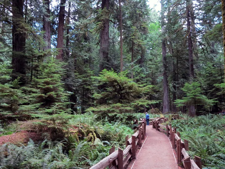 Cathedral Grove, British Columbia