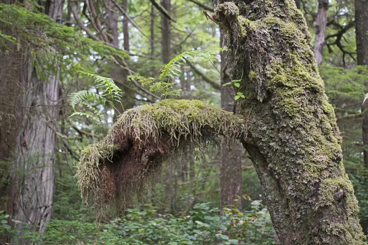 Wild Pacific Trail, Ucluelet, British Columbia